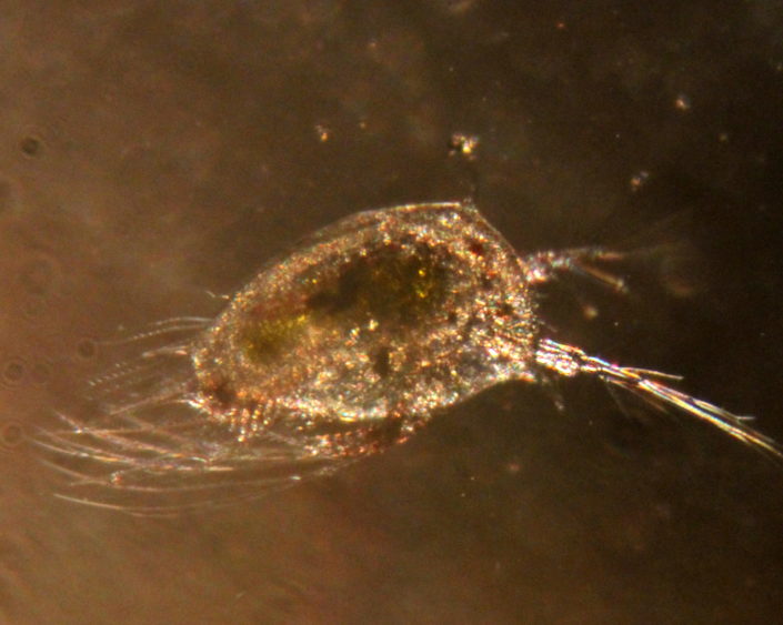 Barnacle Larva – Cyprid Larva
