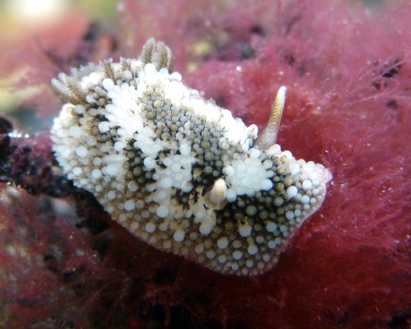 Barnacle Eating Dorid