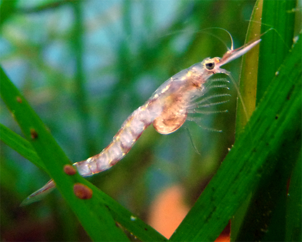 opossumshrimp1