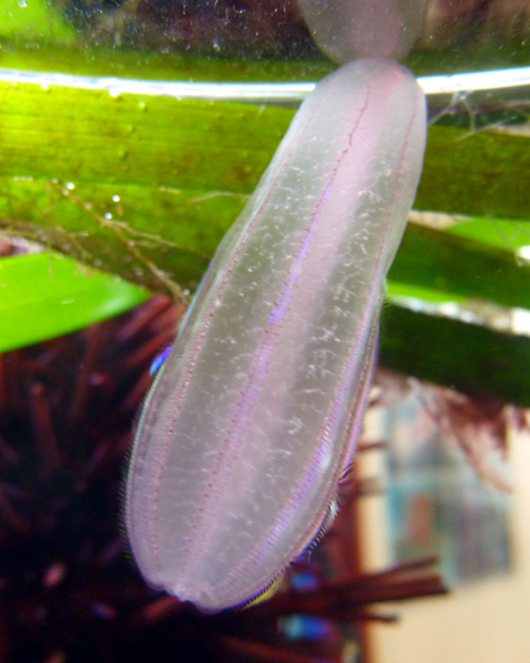 Beroid Comb Jellyfish