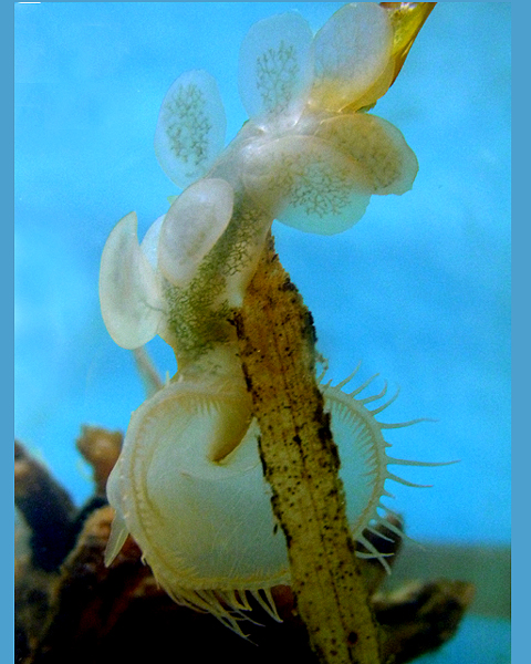 Hooded Nudibranch
