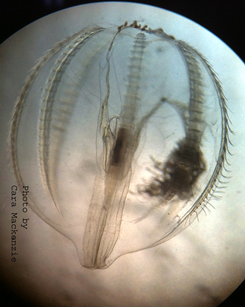 Sea Gooseberry Plankton