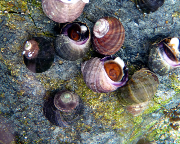Sitka Periwinkle