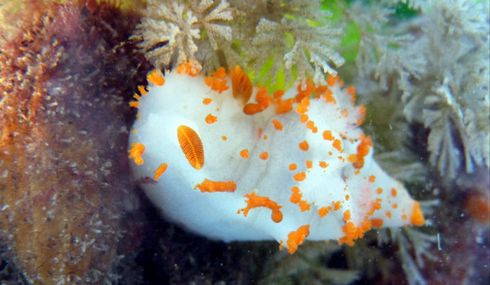 ClownNudibranch