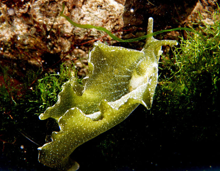 Elysia hedgpethi
