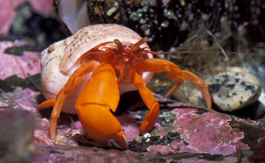 Orange Hermit Crab - vic high Orange Hermit Crab - vic high