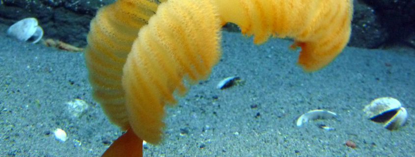 Orange Sea Pen - vic high