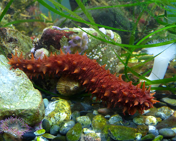 California Sea Cucumber - vic high