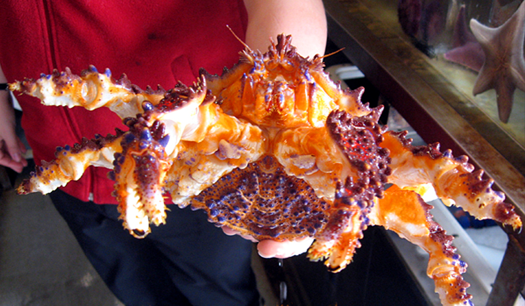 Puget Sound King Crab vic high