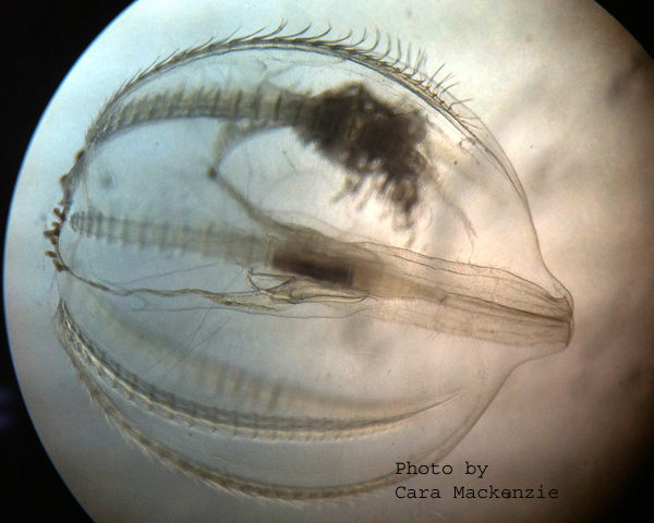 Sea Gooseberry Plankton