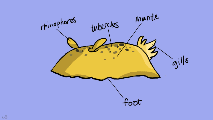 sea lemon diagram tubercles