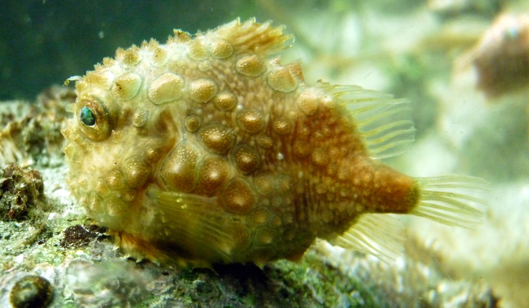 Pacific Spiny Lumpsucker fish sitting on aquatic snail 3 inch waterproof vinyl sticker
