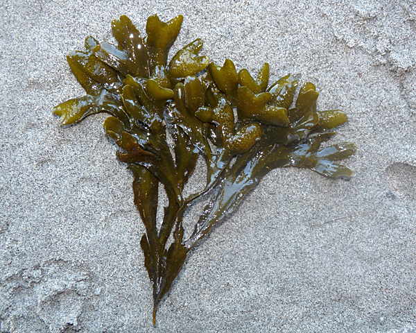 Rockweed vic high