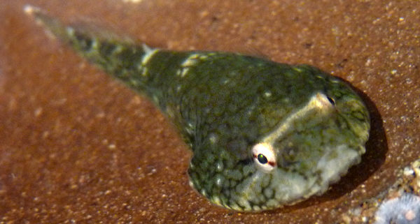 Newswise: Inspired by Northern clingfish, researchers make a better suction cup