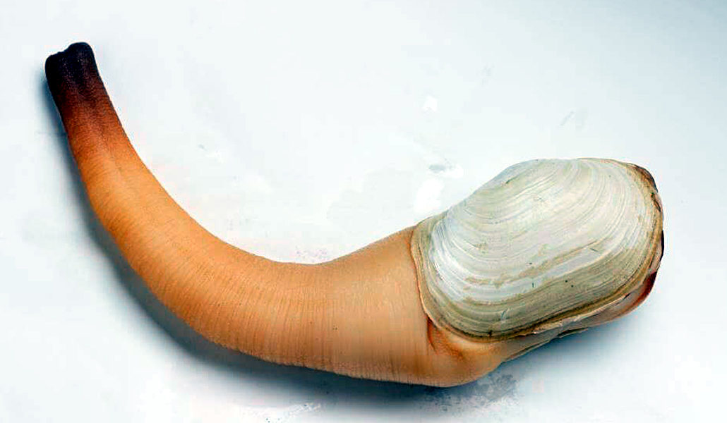 Трубчатый моллюск. Гуидак Королевский моллюск. Гуидак-Дальневосточный моллюск. Моллюск гуидак Жемчужина.