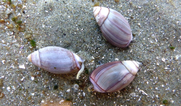 Olive Snails