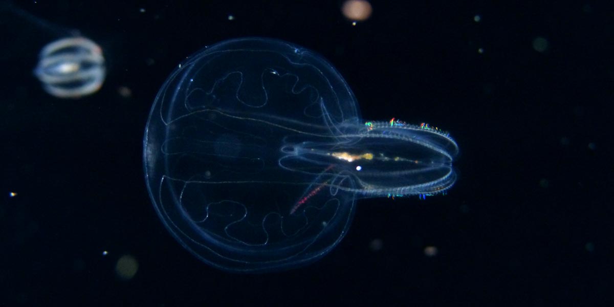 Lobed Comb Jelly vic high