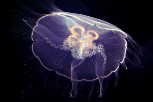 Jellyfish Identification, Stings and Treatment - How to Spot
