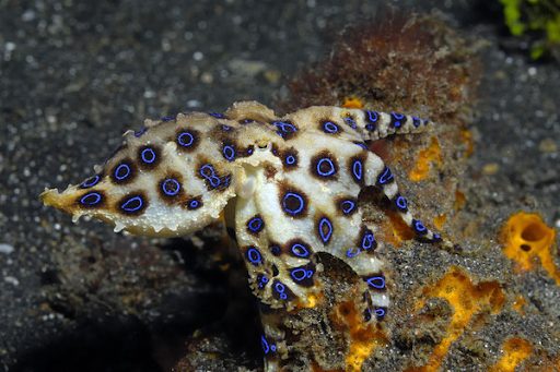 blue-ring-octopus-philippines-evolution-diving - Evolution Diving Resort  Malapascua