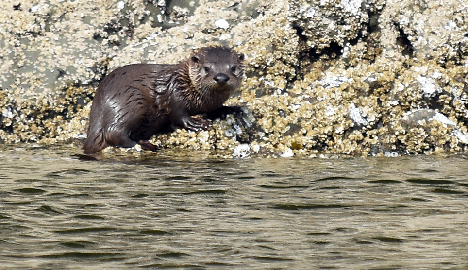 Respiratory System - The North American River Otter Resource