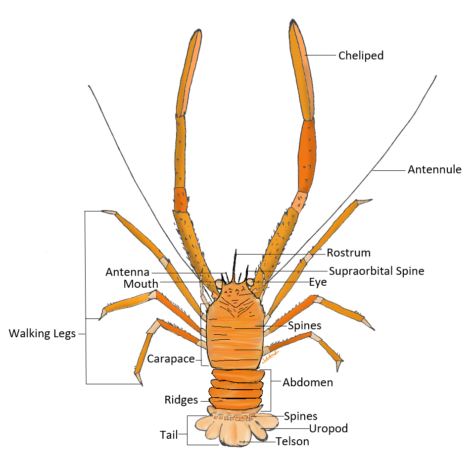Squat Lobster vic high