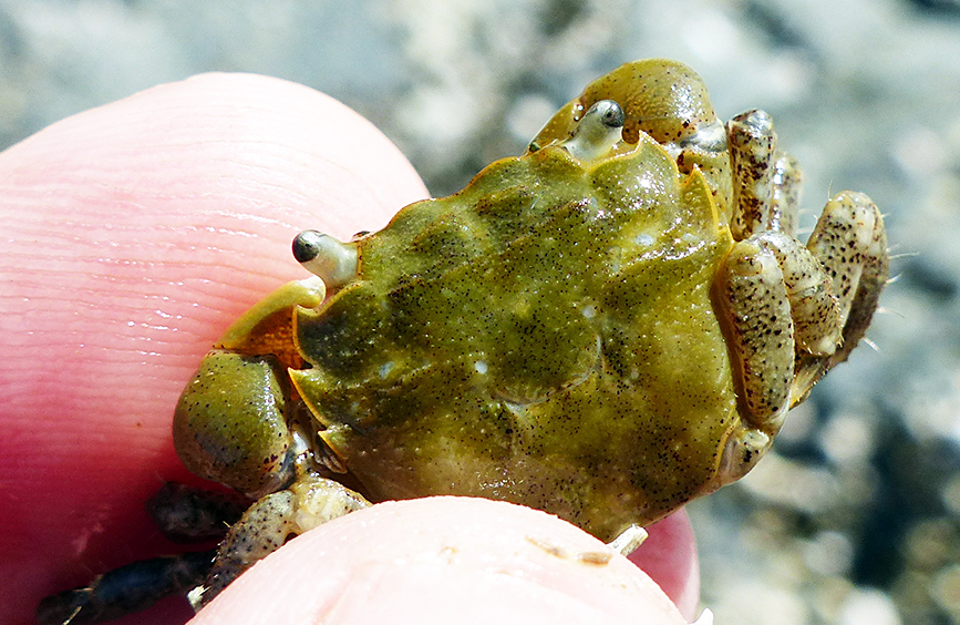 Graceful Decorator Crab (Oregonia gracilis), Gulf of Alaska…