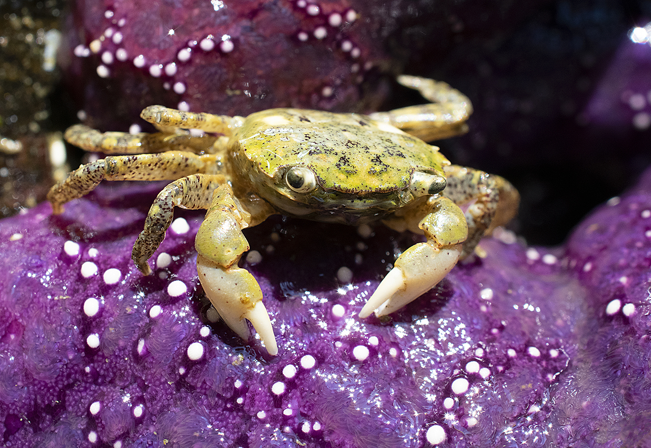 Yellow Shore Crab - vic high